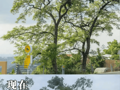 成都龙泉山网红树被砍成“秃头”？回应：因担心树枝断裂砸伤人进行了排危