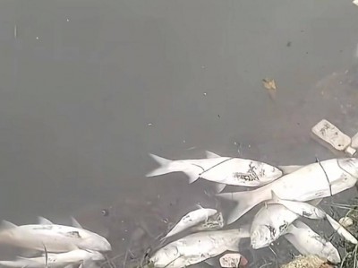 东莞寒溪河出现大片死鱼！官方回应：天气原因