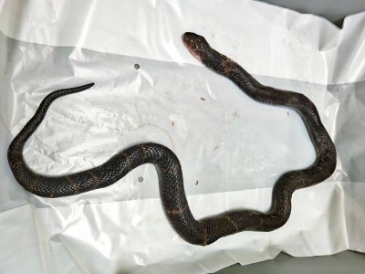 大爷在海关用塑料袋装眼镜蛇并徒手拎出，画面曝光！毒性强烈