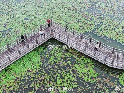 近日，太原晋阳湖公园，市民在欣赏湖中成片绽放的睡莲