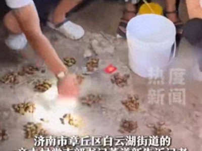 山东一村民抓知了猴月入30万