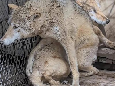 狼见到前来投喂的饲养员为何躲墙角发抖？动物专家：饲养员身上有残留老虎气味