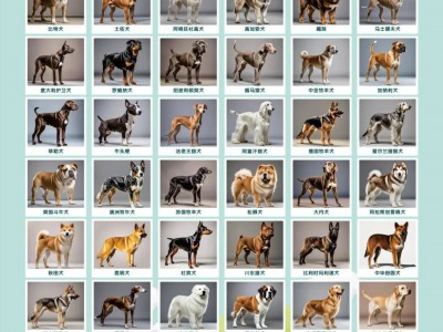 西安警方回应“中华田园犬禁养”：并非所有中华田园犬都禁养