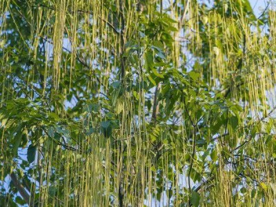 武汉这条路上大量出现，长达1米！到底是啥？