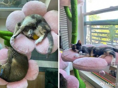 宠物晋升新贵族：主人豪制猫别墅，铁王座引全网柠檬！