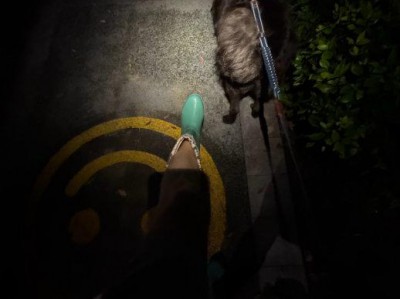 园丁覆防晒网致猫屋无人打扫生虫，物业清理后恢复通道