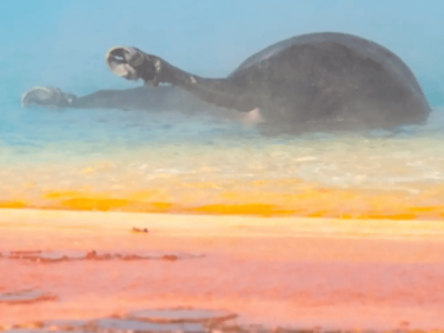 黄石公园观光，女子意外拍到野牛跌入89℃温泉被活活“煮”死